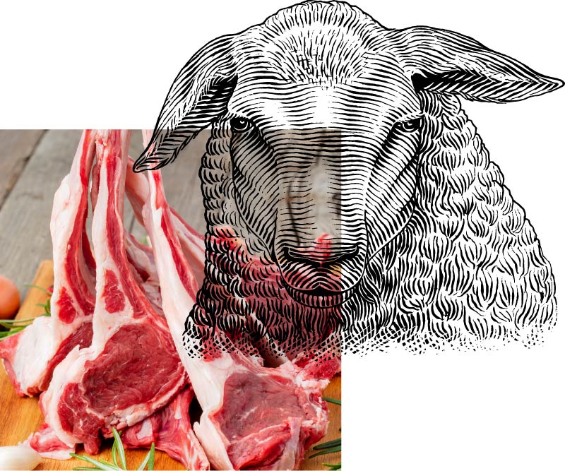 Carni Ovine Bovin